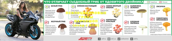 PSILOCYBIN Белокуриха